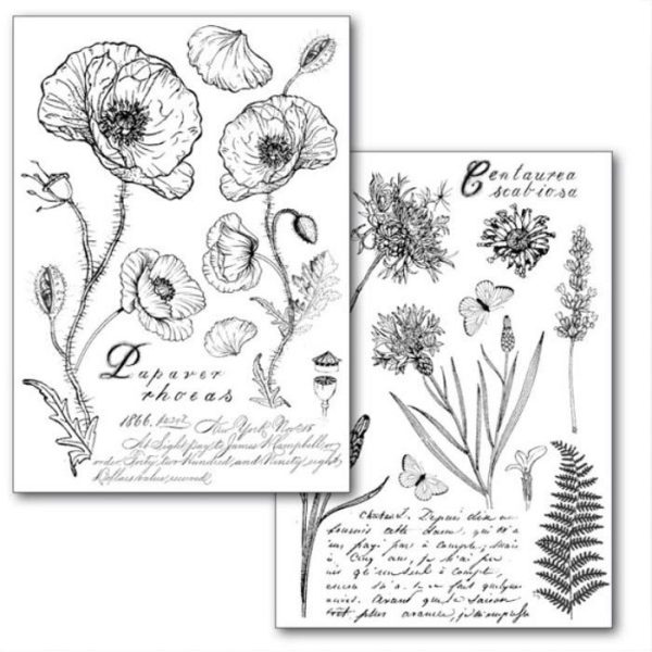 Herbarium  Transfer paper