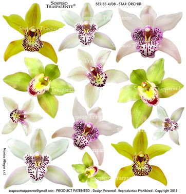 STS408 STAR ORCHID